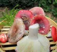 Uskrsli ukiseljeni gljive: recept za soljenje gljiva