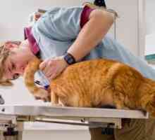 Tablete `Tselst` za mačke - izvrstan lijek za crve