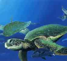 Takve zabavne morske kornjače
