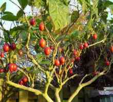 Tamarillo voće (ciklički cimbal): gdje raste, kao što je, opis, okus