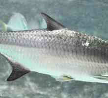 Tarpon je riba za sportski ribolov. Opis vrsta, strukture i staništa.