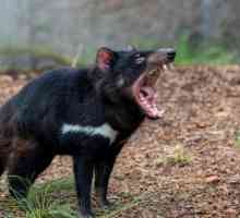Tasmanijski vrag, životinja: opis, distribucija, način života