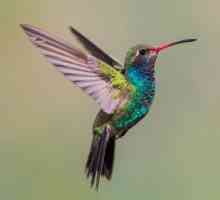 Hummingbird tetovaža na vratu - što znači tko odgovara, fotografija