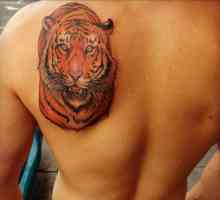 Tattoo tigers: drevna uvjerenja i moderne skice