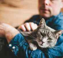 Taurin za mačke - upute za upotrebu, sastav, štetu i korist