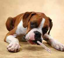 Topli udar kod psa: znakovi i liječenje