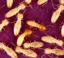 Termite - što je to? Gdje žive termiti i što jedu?