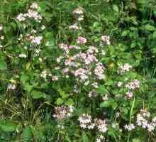 Tirlich trava: opis i korisna svojstva biljke