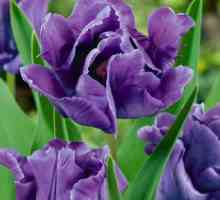Tulip Blue Parrot: opis sorte, sadnja, recenzije