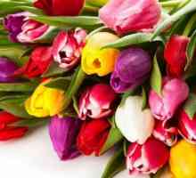 Tulip multiflower: opis sorti, sadnja i skrb
