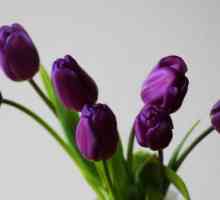 Tulipani su ljubičaste - što oni znače? Boja purpurnih tulipana kao simbol vjernosti