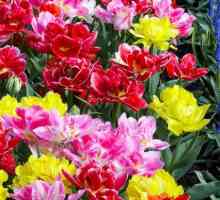 Tulipani odjeću kasno i rano. Bijeli tulipani od frotira