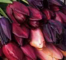 Tulipani: Pravila sadnje i njege