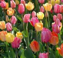 Tulipani: sadnja i njegu na otvorenom terenu