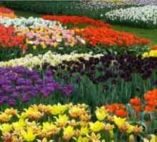 Tulipani - sadnja i skrb u Sibiru za cvjetno cvijeće