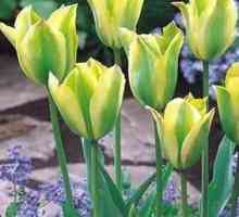 Tulipani: sadnja u jesen. Savjeti za iskusnog vrtlara