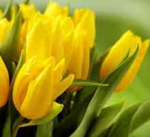 Tulipani. Vrste tulipana: nazivi i opisi