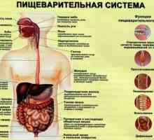 Veliki crijevo: funkcije i strukture