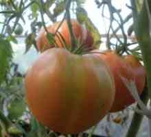 Tomato Alsou: opis sorte, značajke, uzgoj i recenzije