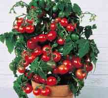 Tomato `bonsai`: opis, karakteristike, recenzije. Uzgoj rajčice na balkonu