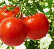 Rajčica `Demidov`: opis sorte