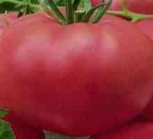 Rajčica rajčice: karakteristike i opis sorte. Svjedočanstva vozača kamiona