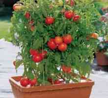 Tomato `Dubrava`: recenzije. Značajke sorte