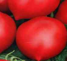 Rajčica Hali-Ghali: karakteristike, opis sorte, recenzije