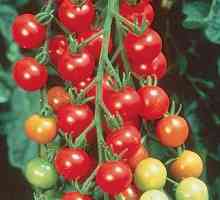 Tomato `brusnice u šećeru `- recenzije kupaca. Uzgoj i briga za rajčicu »brusnica…