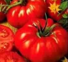 Kralj kraljeva rajčica: recenzije ljetnih stanovnika