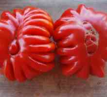 Tomato `Lorraine beauty` slična je krizantema
