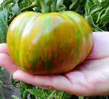 Rajčica za malajski rajčica - zelena rajčica