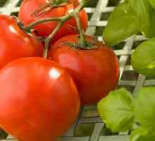 Tomato `grove of groblja `: fotografije i recenzije o produktivnosti sorte