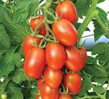 Rajčica Maroussia: karakteristike, opis sorte, prinos i recenzije