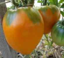 Tomato spašavanje meda je srednje zreloj žutoj boji