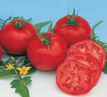 Tomat Moskvich - najranije