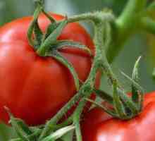 Rajčica Palenka: opis i fotografija sorte