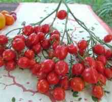 Rajčica Kiss geranija - novu vrstu ranih rajčica