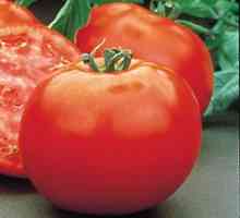 Rajčica Polbig: Opis hibridne sorte rajčica