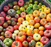 Rajčica `puža hut`: recenzije. Rana dozrijevanje rajčice za uzgoj na otvorenom