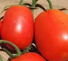 Tomato `Rio grande`: recenzije poljoprivrednika