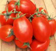 Romska rajčica: značajke i opis sorte