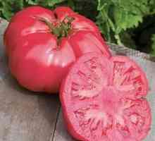 `Ružičasti slon `rajčice: opis sorte, osobitosti uzgoja
