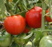 "Eksplozija" rajčice: opis ocjene, karakteristični, odgovori