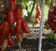 Tomato Zhigalo: značajke uzgoja i svojstva