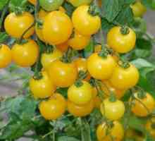 Cherry rajčice: opis sorti, karakteristike, uzgoj, prinos