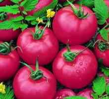 Rajčice `pink paradise`: recenzije, opis, karakteristike, prinosi