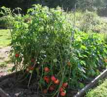 Rosemary F1 rajčice: opis i kultiviranje sorte