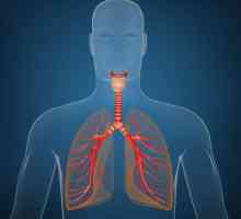 Traheja i bronhi: funkcije i bolesti