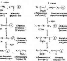 Transaminiranje aminokiselina: određivanje, značenje i svojstva